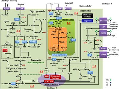 Mitochondrial Metabolism in Astrocytes Regulates Brain Bioenergetics, Neurotransmission and Redox Balance